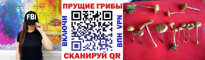 Галлюциногенные грибы MAGIC MUSHROOMS  Богучар 